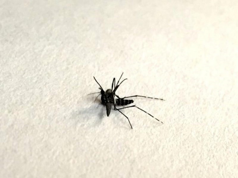 Asya kaplan sivrisineği nedir? Asya kaplan sivrisineği zararları nedir?