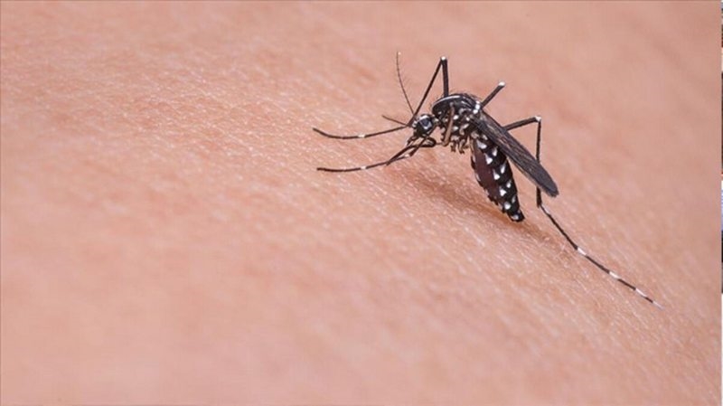 Korkulan oldu! Asya Kaplan Sivrisineği İstanbul`dan sonra 13 ilde daha görüldü