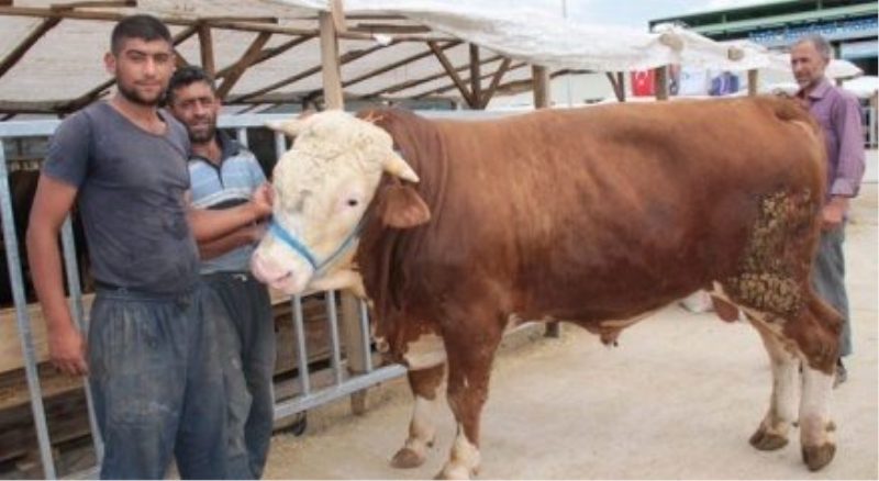 1 tonluk Paşa adlı dana 17 bin TL?ye alıcı bekliyor