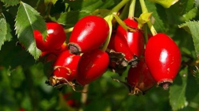 100 gram kuşburnu 1 kasa limona bedel