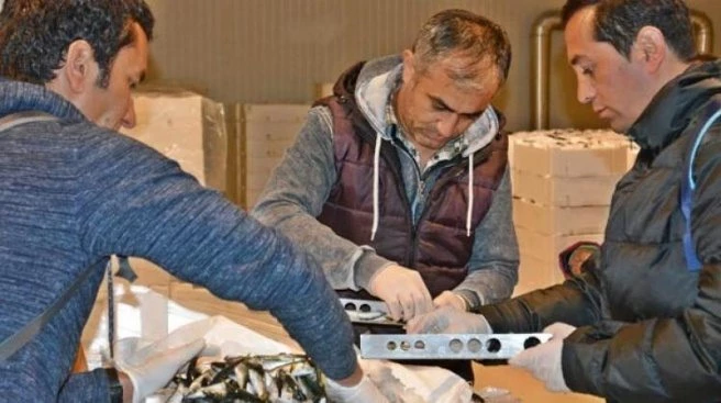 21 ton balığa el konuldu