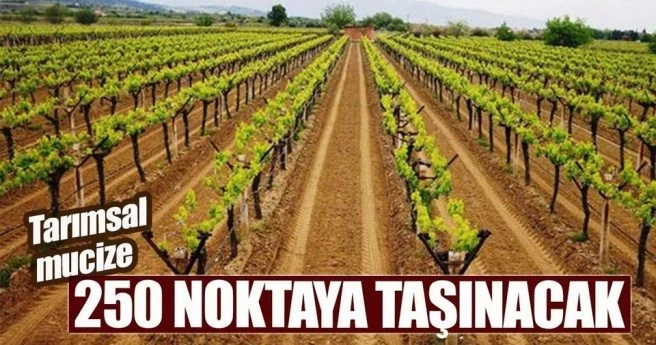 250 NOKTAYA TAŞINACAK