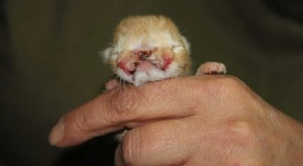 3 gözlü, 2 burunlu doğan kedi, görenleri şaşırttı