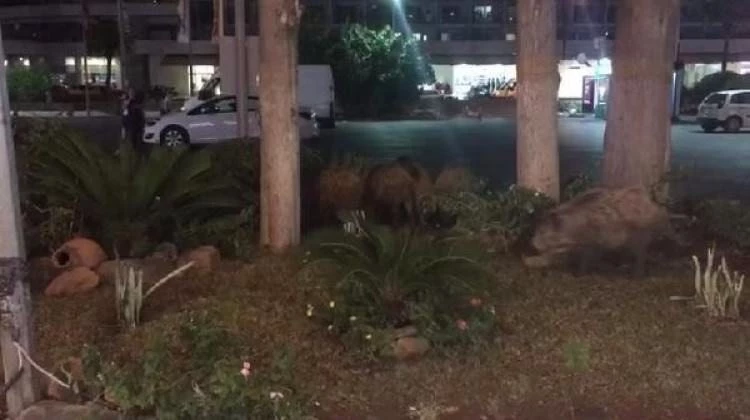 Aç kalan domuz sürüsü şehre indi