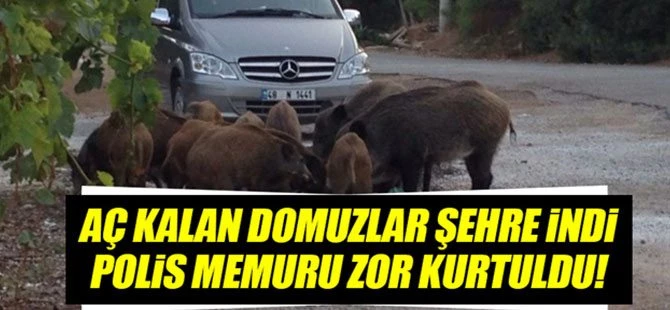 Aç kalan domuzlar şehir menkezine indi!