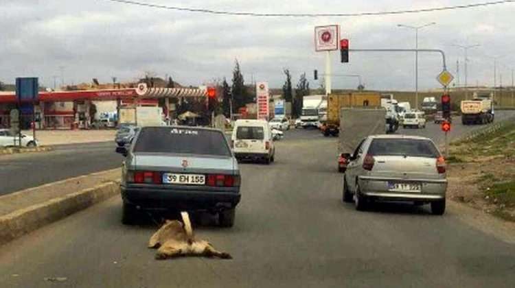 Acımasız sürücü yakalandı