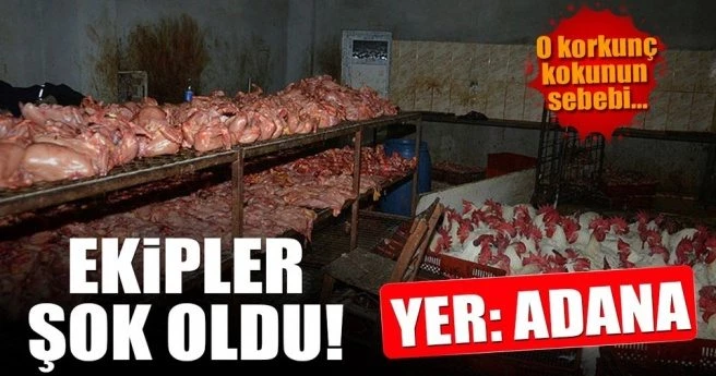 ADANA`DA KAÇAK KESİMHANEYE BASKIN!