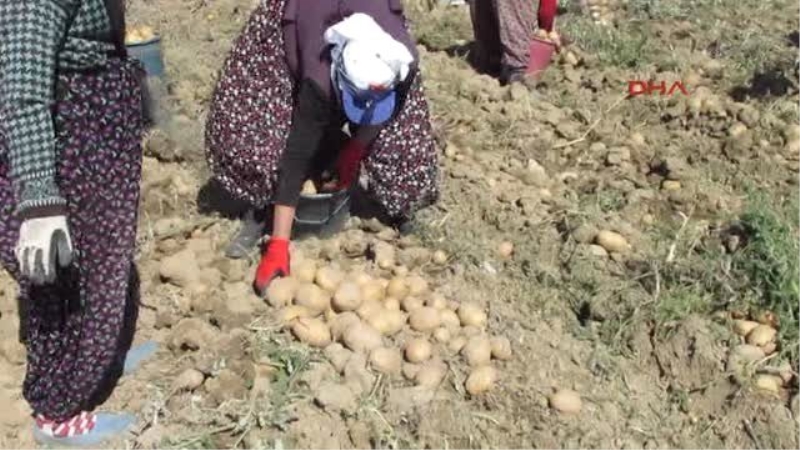 Afyonkarahisar Sandıklı`da Patates Üreticisi Umduğunu Bulamadı