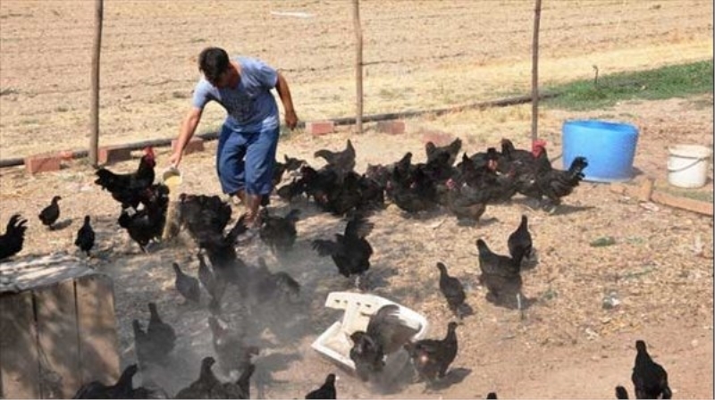 Altın yumurtlayan tavuk gerçek oldu