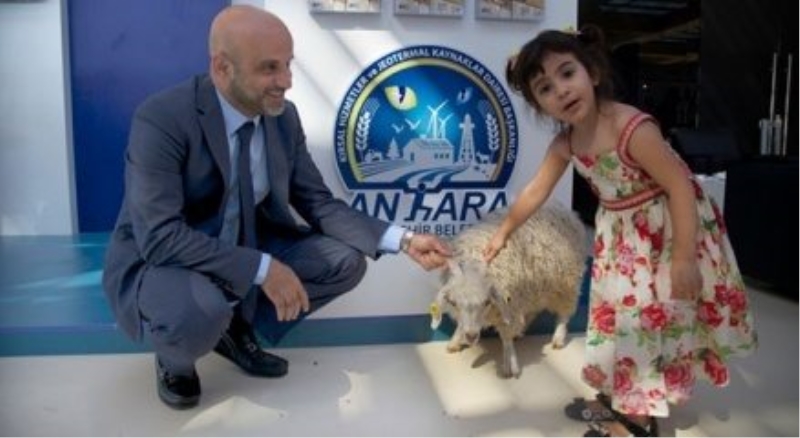 Ankara keçisi, uluslararası boyutta ele alındı
