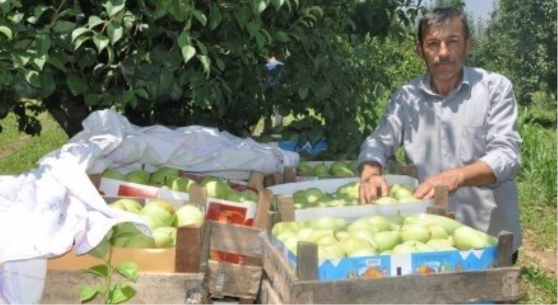 Armutta rekolte, düştü fiyat arttı