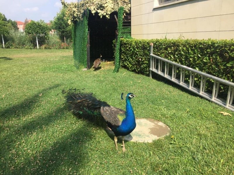 Atatürk Kent Parkı`nın Yeni Sakinleri