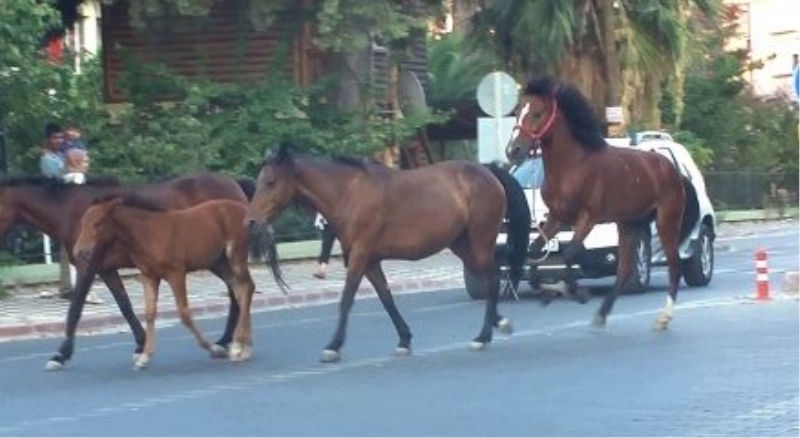 Atlar trafikte şahlanarak gidiyor