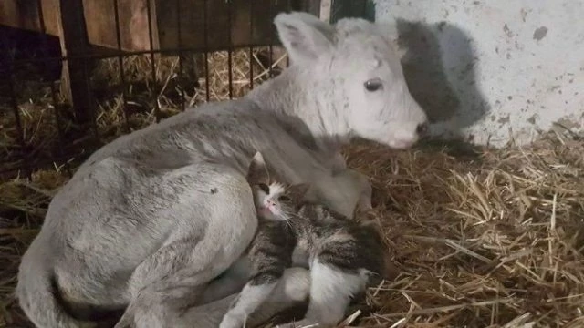 Ayrı Familya Ortak Yaşam