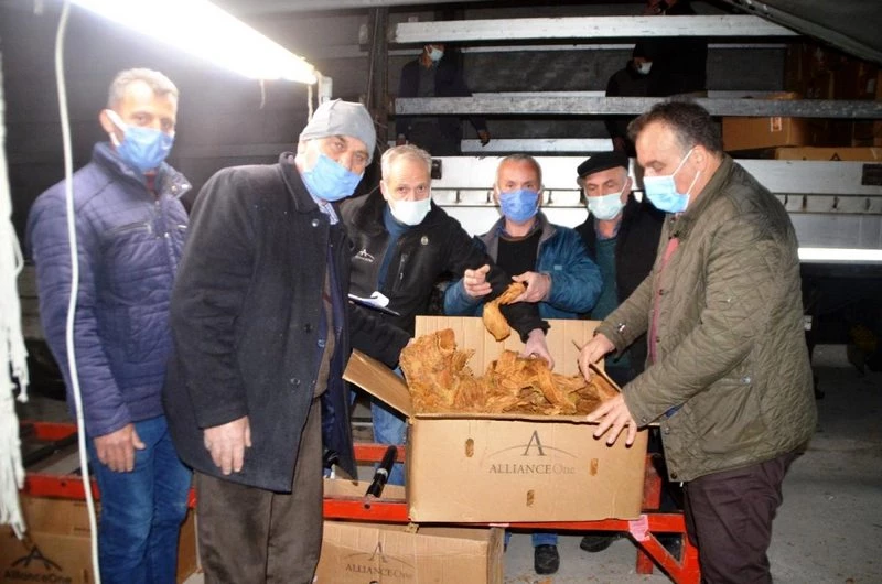 Bafra`da tütün alımları başladı