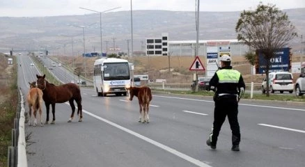 Başıboş atlar en işlek saate trafiği aksattı