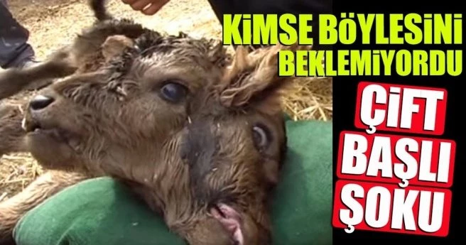 Besicinin ineği çift başlı buzağı doğurdu