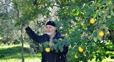 Bir ağaçta iki meyve