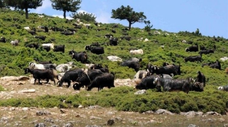 Bitlis'te hayvan otlatma kavgası: 2 ölü, 4 yaralı