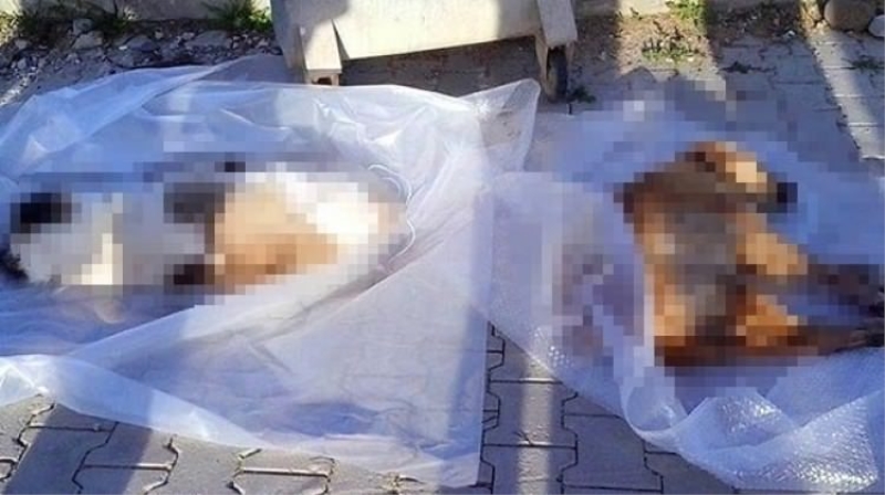Bodrum'da insanlıktan utandıran görüntü