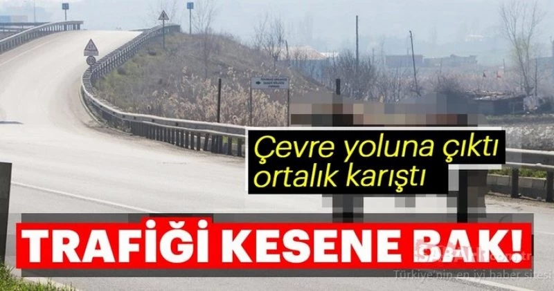 BOĞA TRAFİĞİ KİLİTLEDİ