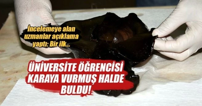 Çanakkale`de ilk kez görülen deniz tavşanı öldü