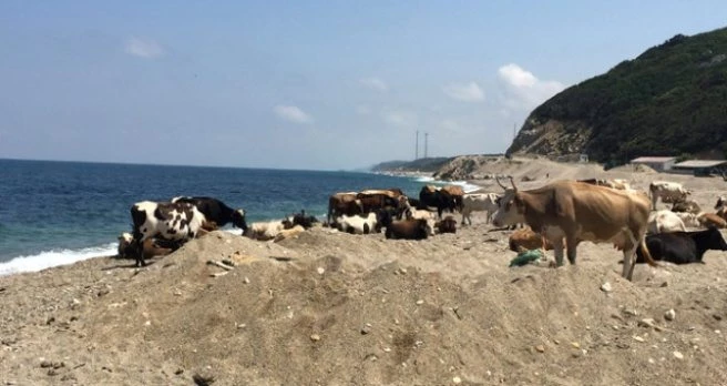 Çatalca?da Sıcaktan Bunalan İnekler Kendilerini Sahillere Attı