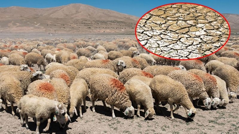 Çiftçiler daha önce böyle bir kuraklık görmedi! Konya Ovası`nda tarlalar mera oldu