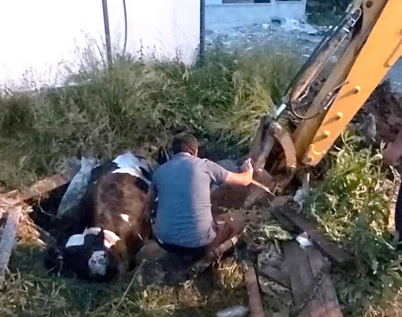 Çukura düşen inek iş makinasıyla kurtarıldı