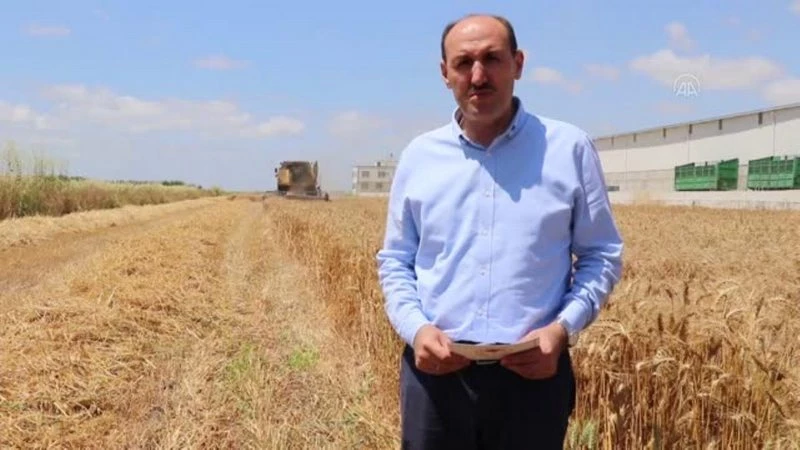 Çukurova`da buğday hasadı başladı