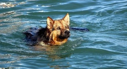 Dalgıç köpek