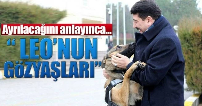 Dedektör köpeği ?Leo?nun gözyaşları