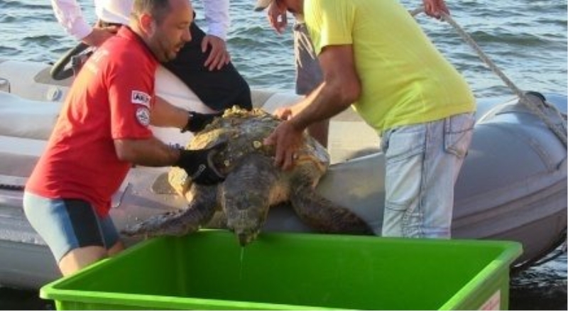 Deniz kaplumbağasının imdadına AKUT ekibi yetişti