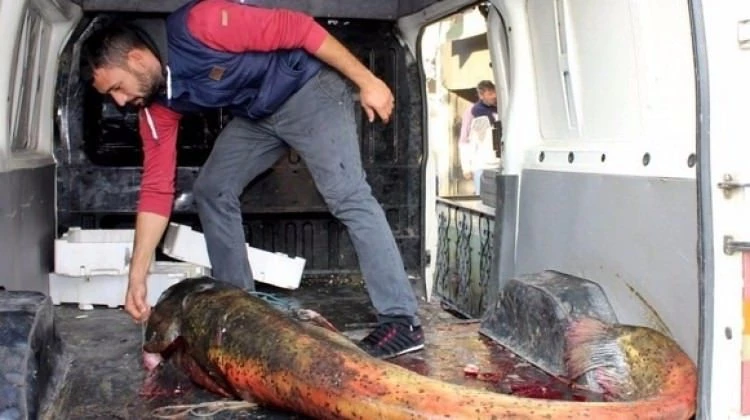 Denizden çıkan canavar görenleri şaşırttı!