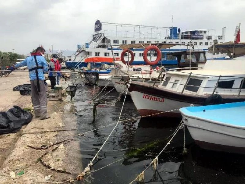 Denizin yüzeyini `deniz marulu` kapladı (2)