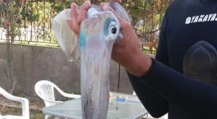 Dev kalamar görenleri şaşkına çevirdi