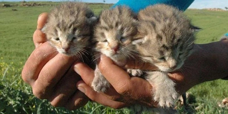 DİYARBAKIR`DA LEOPAR BULUNDU