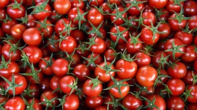 Domates yasağındaki kısıtlamalar zamanla kalkacak