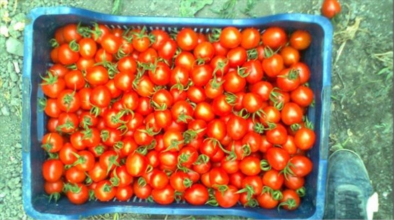 Domatesi Belarus`a, kirazı Almanya`ya sattık