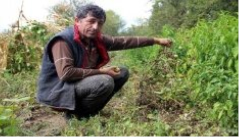 Domatesi fungal hastalığı vurdu