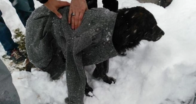 Donmak üzere olan köpeği kendi montuyla ısıtmaya çalıştı