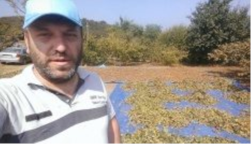 Düzce?de fındık hasadı başladı