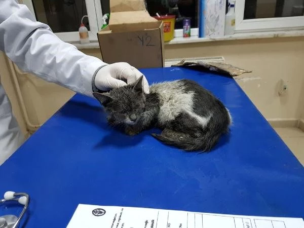 Ekip Aracının Motor Bölümüne Giren Kedi Polisleri Uğraştırdı