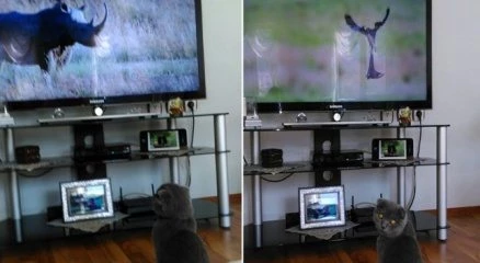 Entelektüel kedi günde 5 saat belgesel izliyor