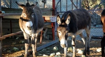 Eşek sütünün fiyatı 80 liraya ulaştı