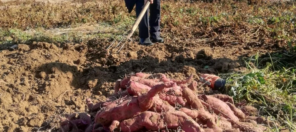 Eskişehir  Mihalgazi İlçemizde Tatlı Patatesin Yaygınlaştırılması Projesi