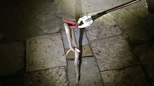 Evdeki yılan paniğe neden oldu