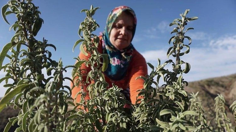 Ganos Dağı eteklerinde ada çayı hasat mesaisi