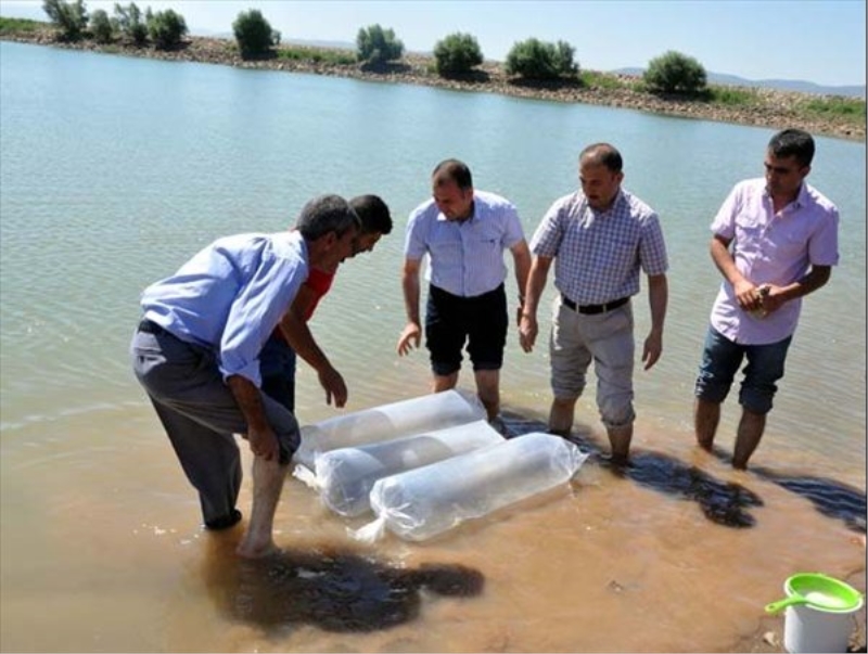 Giresun?da 53 bin adet sazan suya bırakıldı