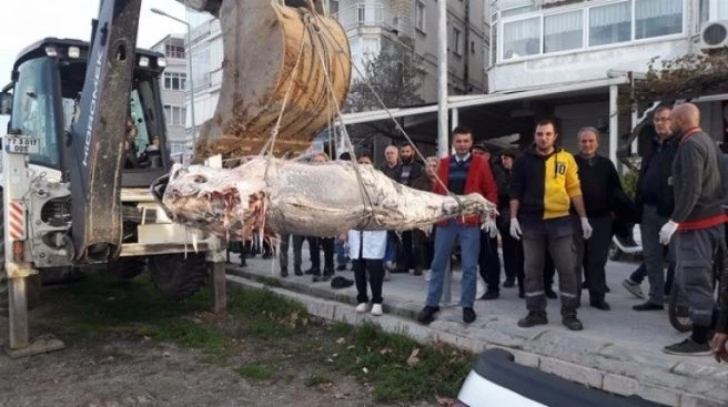 Görenler şoke oldu! İş makinesiyle taşınabildi